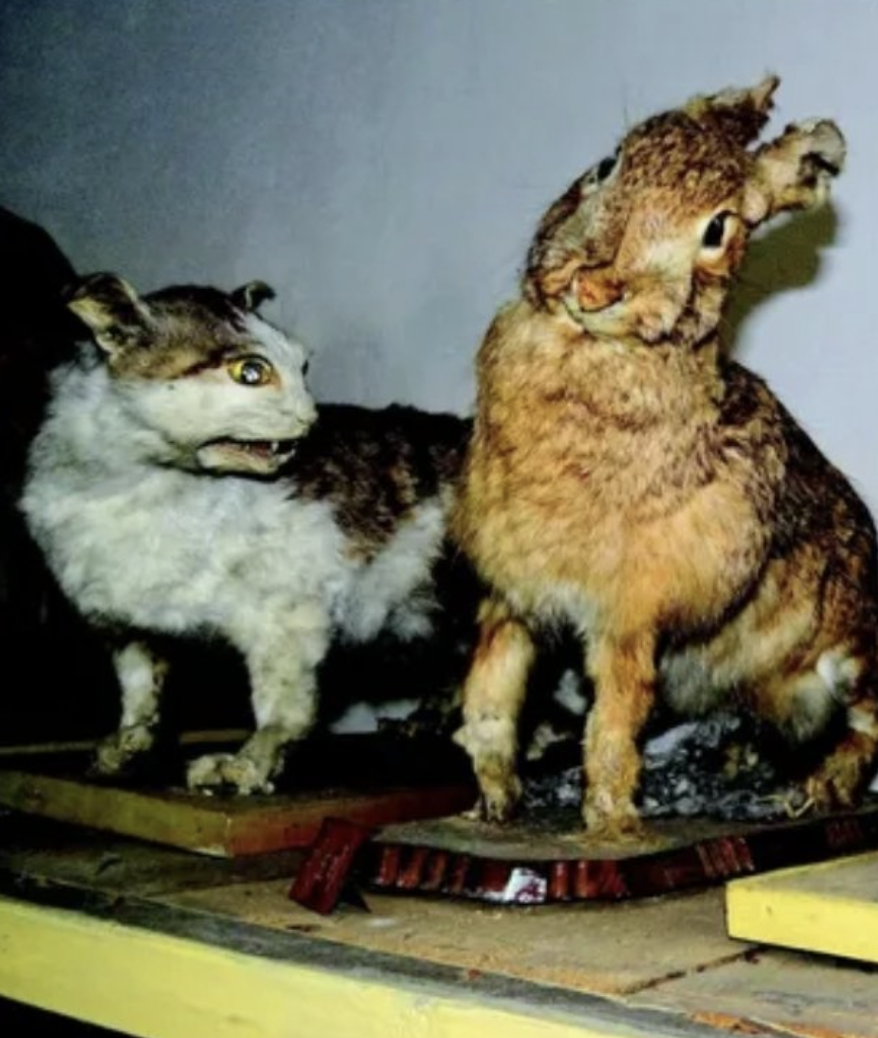 19 Funny, Terrible and Nightmare-Inducing Taxidermies